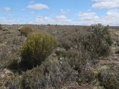 Orites acicularis