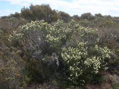 Orites revolutus