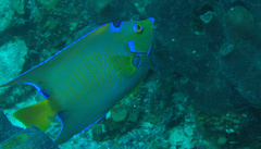 Holacanthus ciliaris