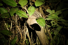 Phataginus tricuspis