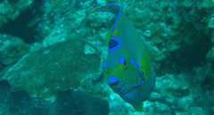 Holacanthus ciliaris