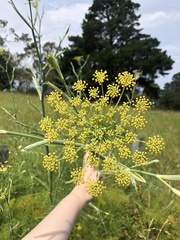 Foeniculum vulgare