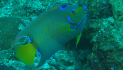 Holacanthus ciliaris