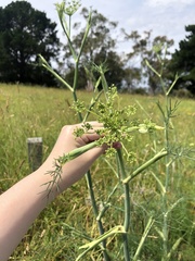 Foeniculum vulgare