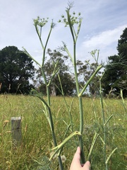 Foeniculum vulgare
