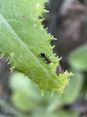 Crematogaster alluaudi