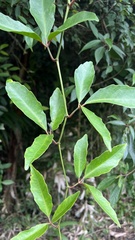 Tetrastigma formosanum