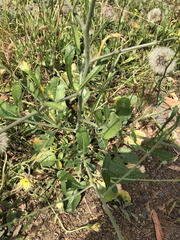 Brassiceae
