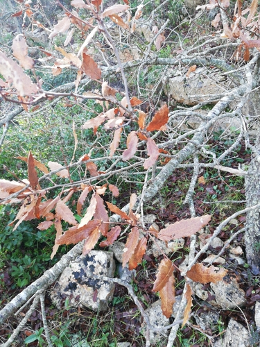 Image of Quercus trojana by no rights reserved