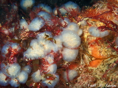 Aplidium pallidum