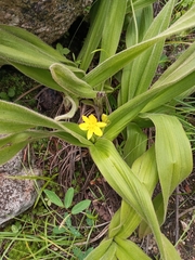 Hypoxis hemerocallidea