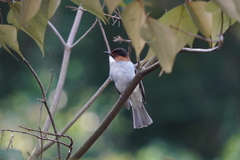 Hemixos castanonotus