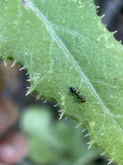 Crematogaster alluaudi