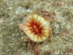 Caryophyllia smithii