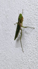 Rhombodera