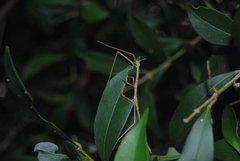 Phasmatini
