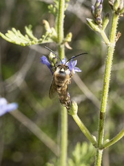 Eucera gracilipes