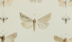 Compsoptera argentaria