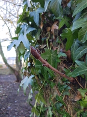 Aesculus hippocastanum