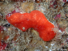 Polysyncraton lacazei