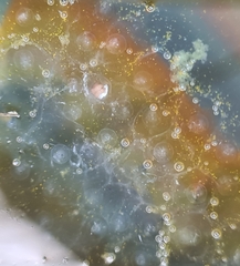 Ranoidea caerulea