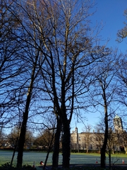 Aesculus hippocastanum