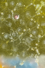 Ranoidea caerulea
