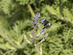 Anthophora alluaudi