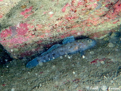 Thorogobius ephippiatus
