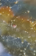 Ranoidea caerulea