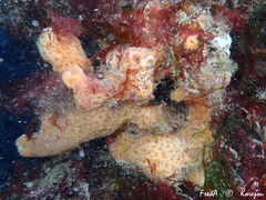 Ulosa digitata