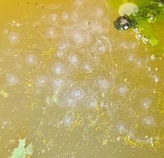 Ranoidea caerulea