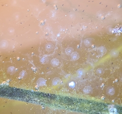 Ranoidea caerulea
