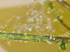 Ranoidea caerulea