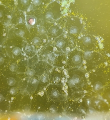 Ranoidea caerulea