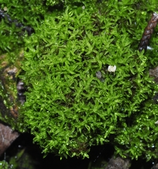 Trichostomum brachydontium