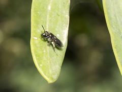 Lasioglossum viride
