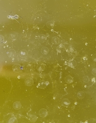 Ranoidea caerulea