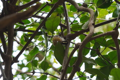 Picumnus innominatus