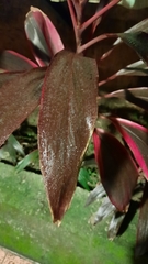 Cordyline fruticosa