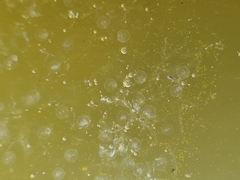 Ranoidea caerulea