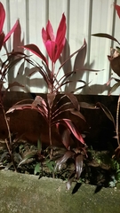 Cordyline fruticosa