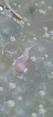 Ranoidea caerulea