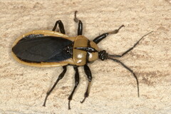 Ectrichodia crux