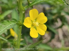 Ludwigia hyssopifolia