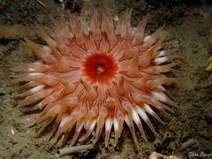 Urticina felina