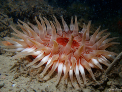 Urticina felina