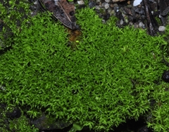Trichostomum brachydontium