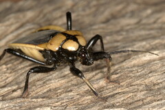 Ectrichodia crux