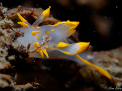 Polycera quadrilineata